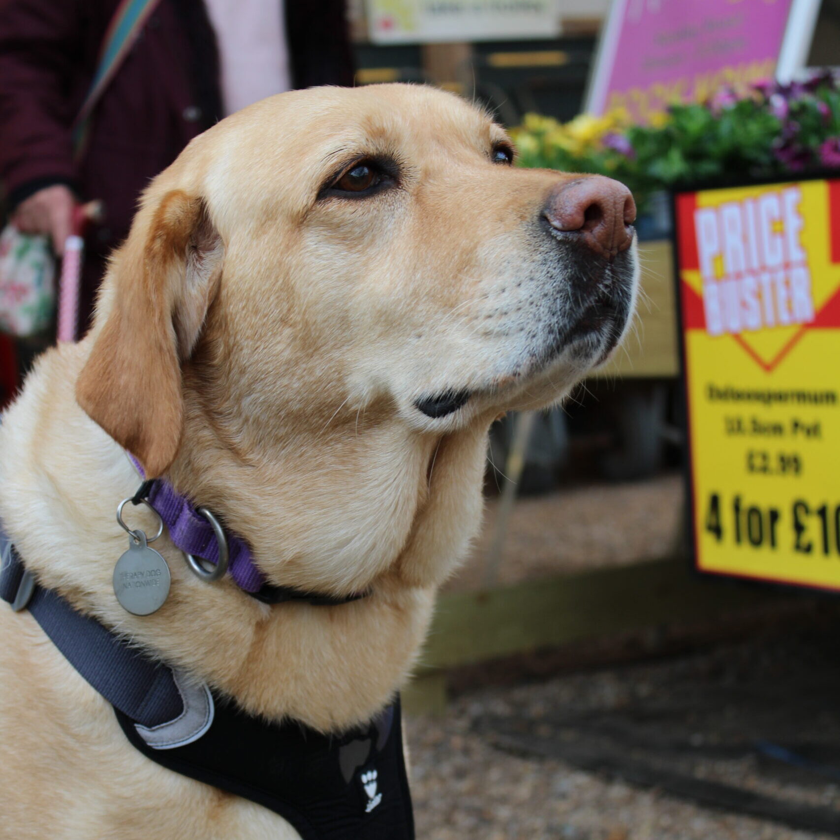 Image of a golden Lab at Brick Kiln Garden Centre outside.