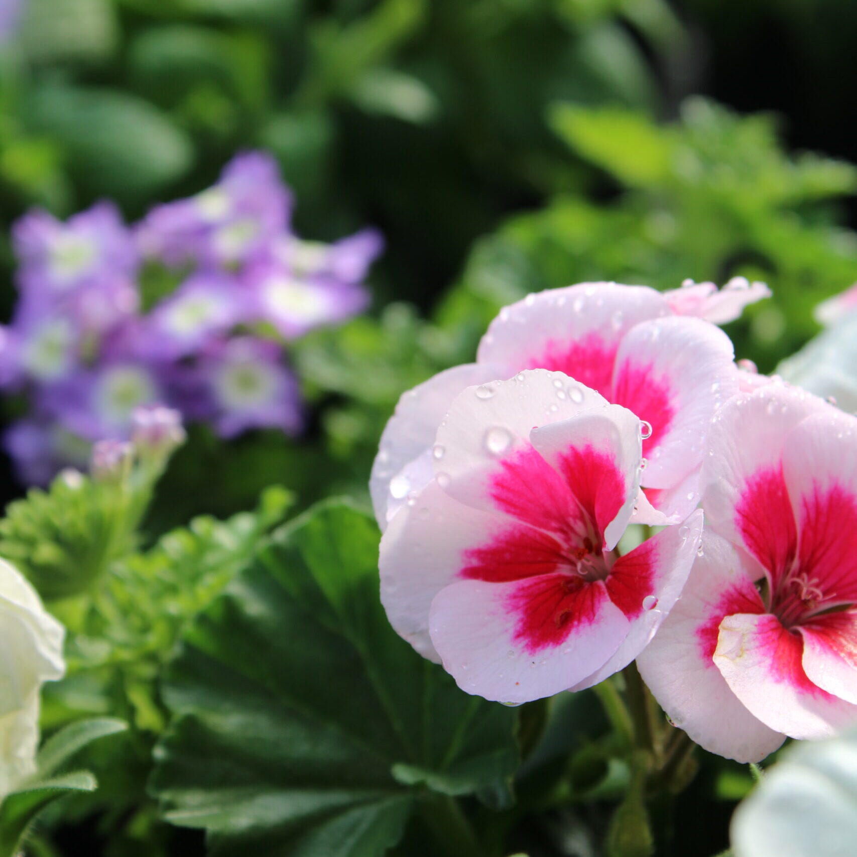 Image of pink primrose at Brick kiln.