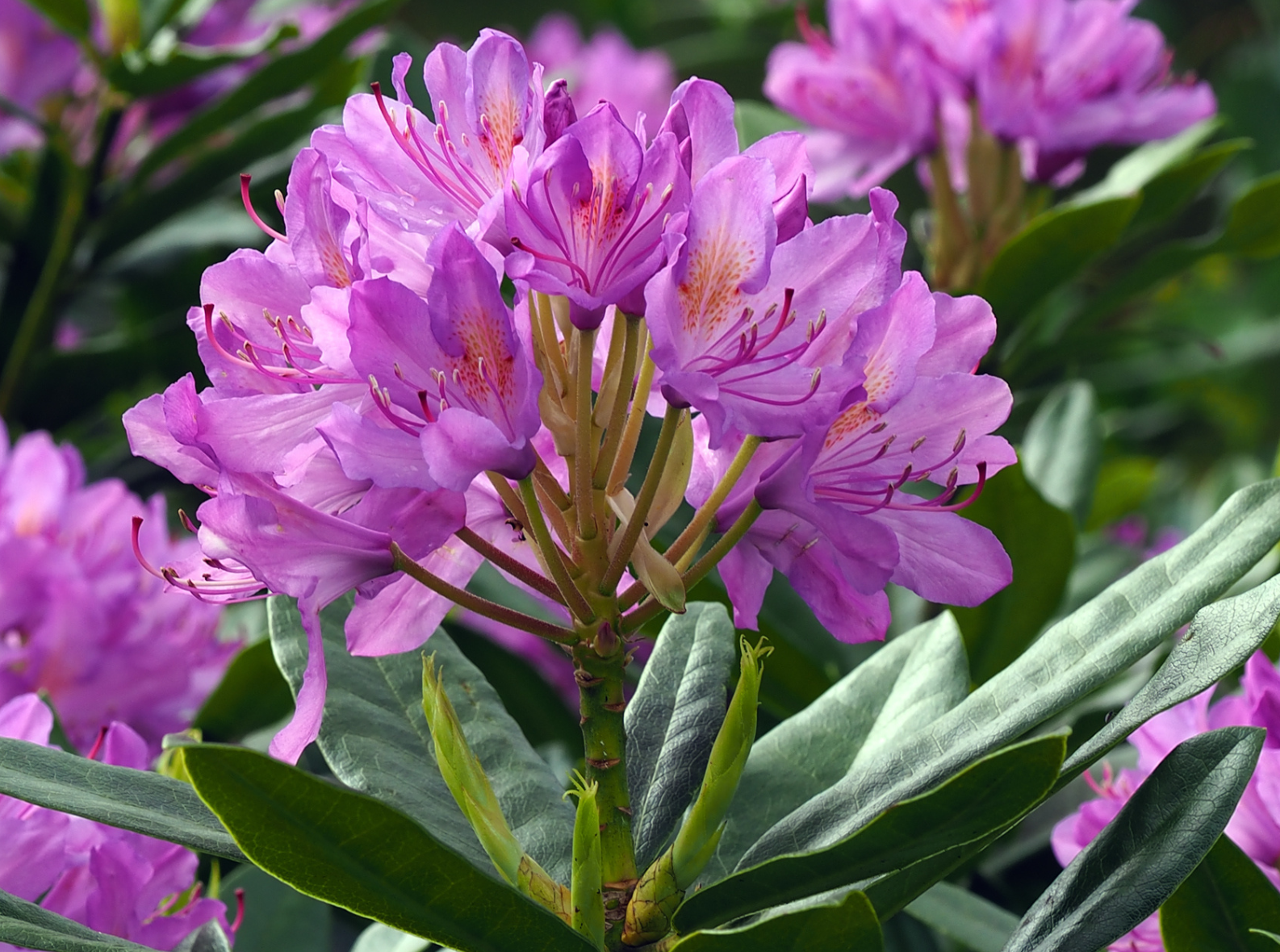 Image of a purple rhododendron,