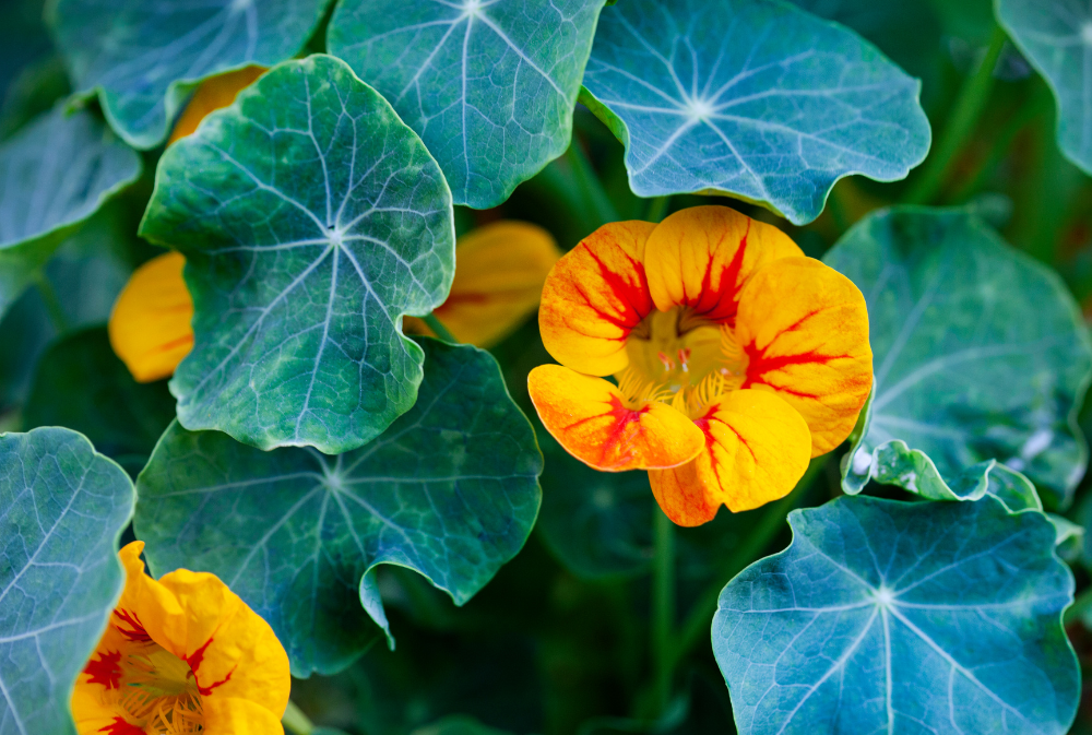 Image of orange Nasturtiums flowers and evergreen leaves.