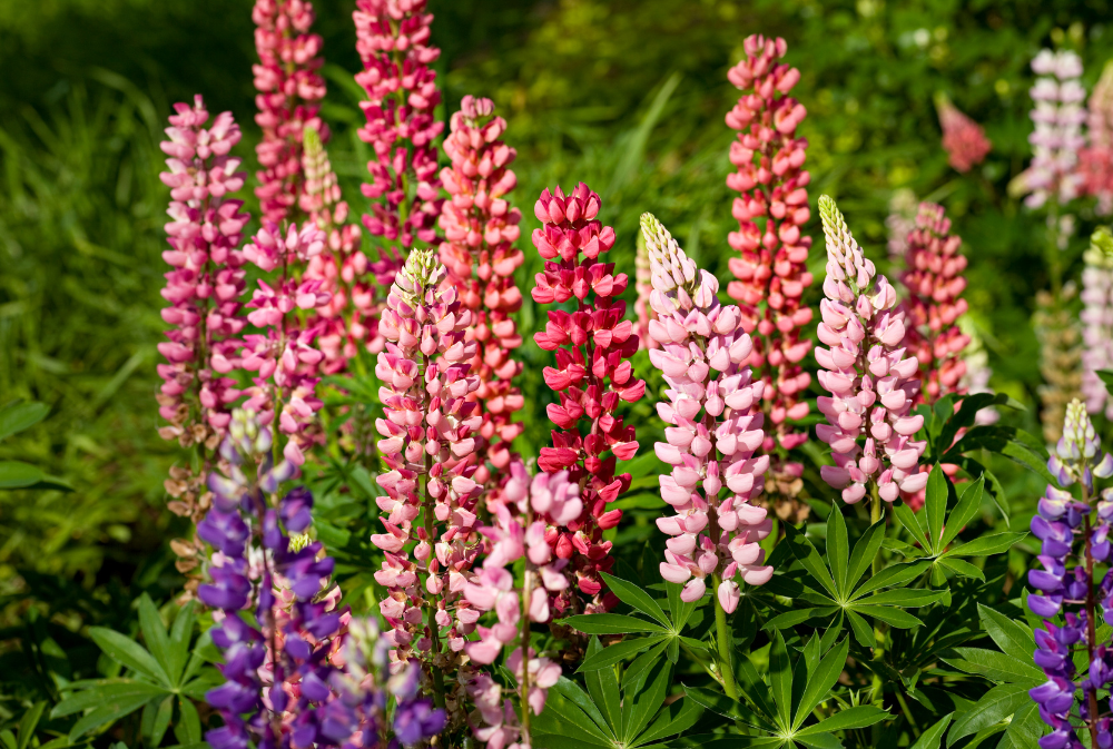Image of a pink herbaceous plant in a field.