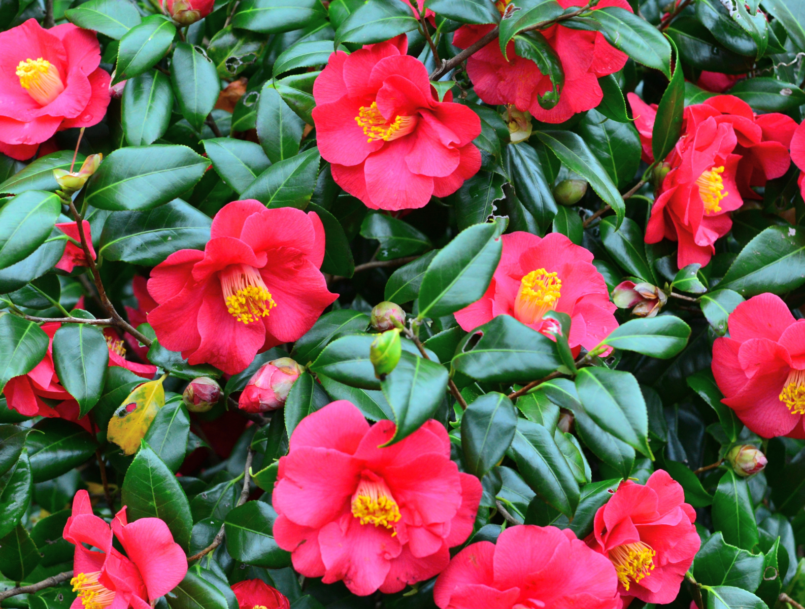 Image of a red Camellia and beautiful evergreen leaves.