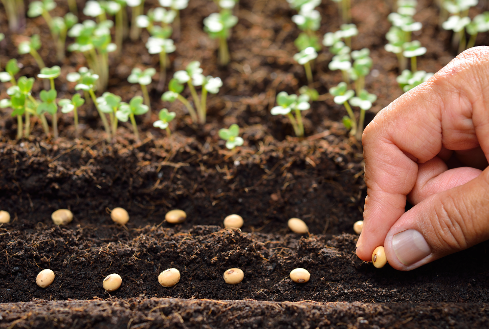 Image of someone sowing seeds in the sun.