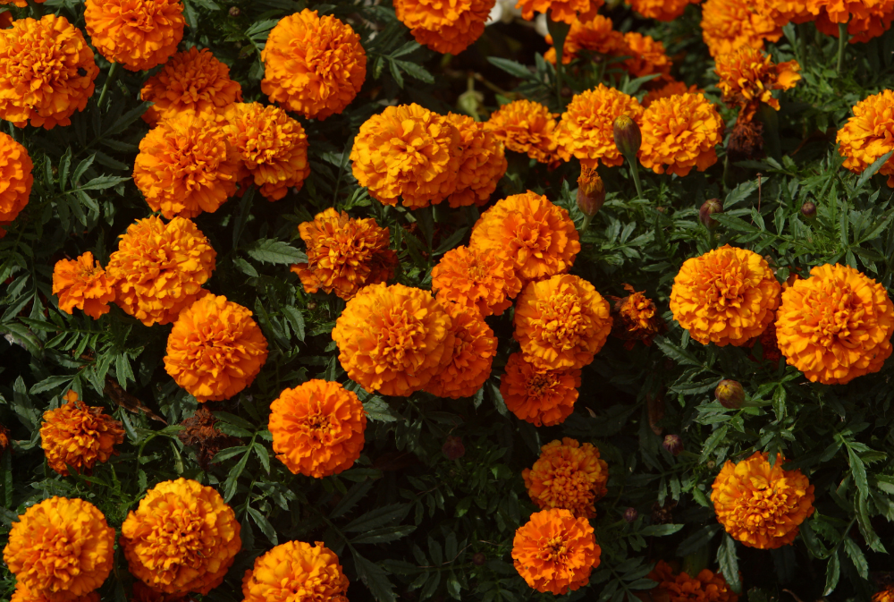 Overhead photo of Orange Marigold flowers.