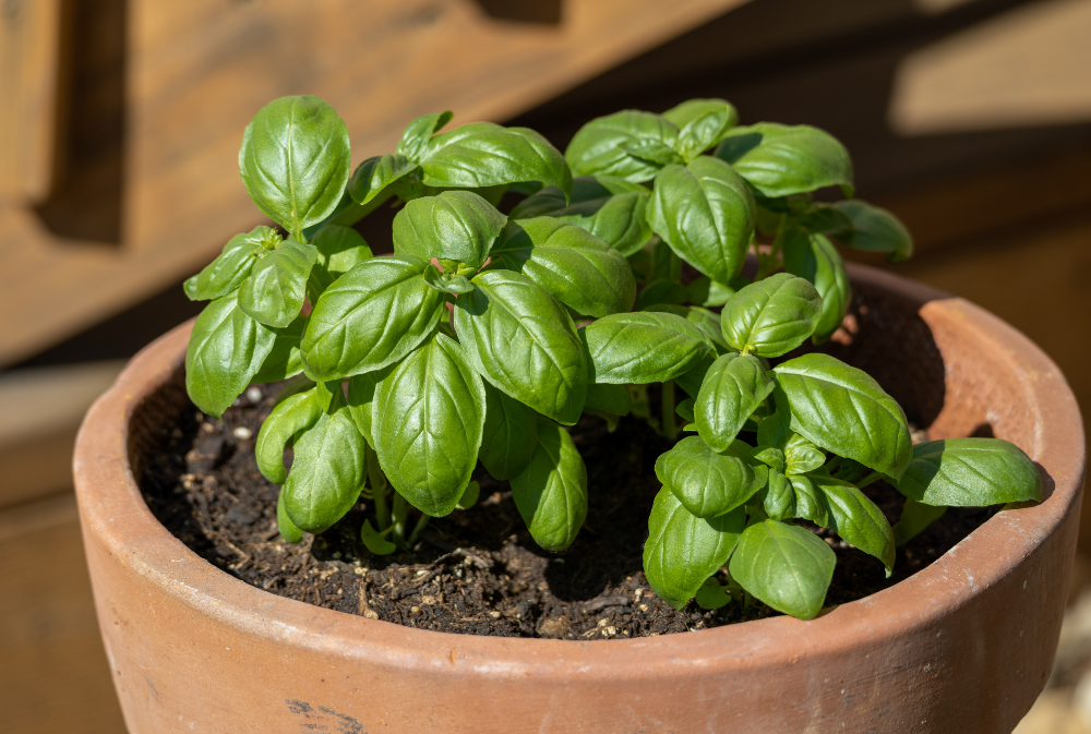 Image of a basil plant in a terracotta plant pot.