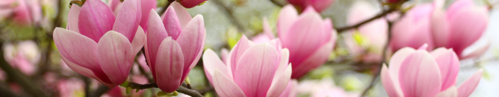 Image of a pink magnolia tree