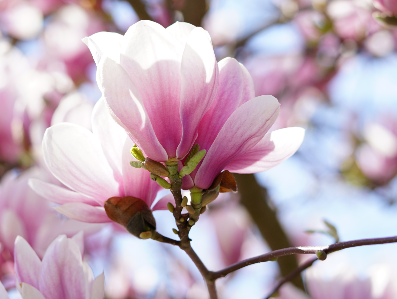 Image of a pink magnolia tree