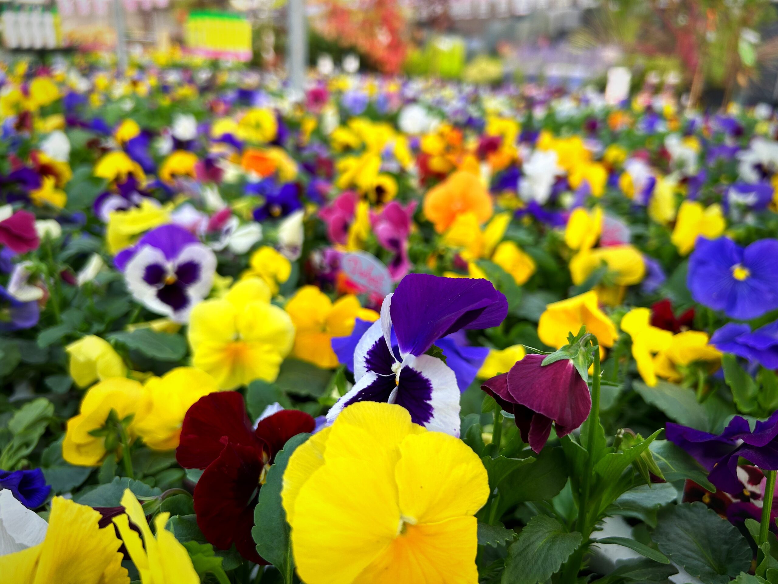 Pansy
