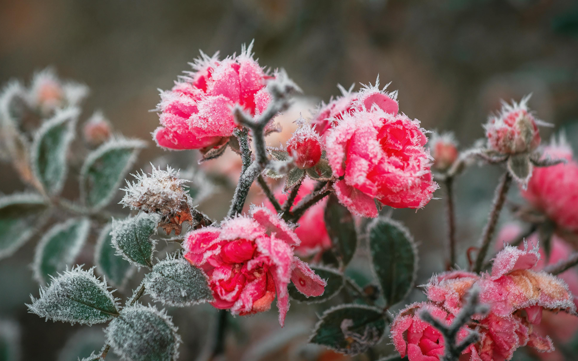 Winter Rose Care: How to Keep Your Roses Healthy Through the Colder ...